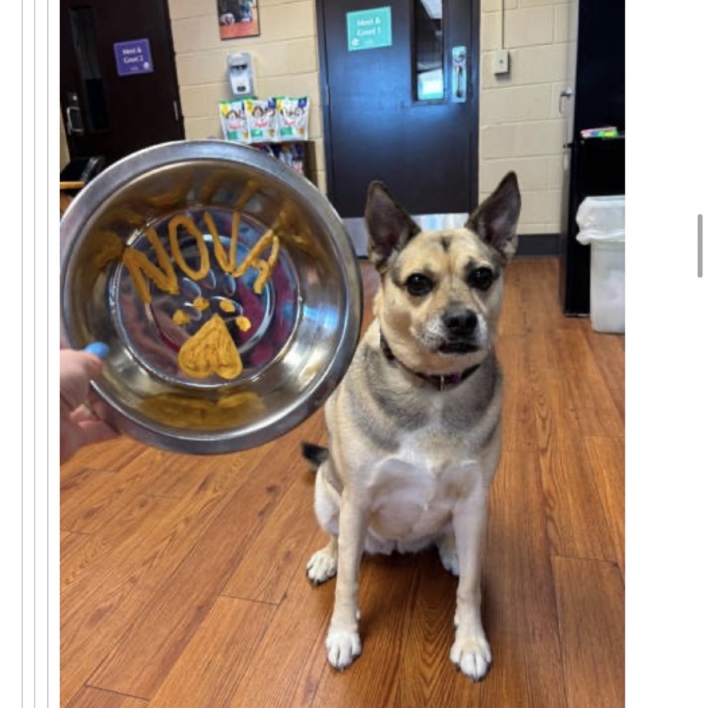Nova, photo 2