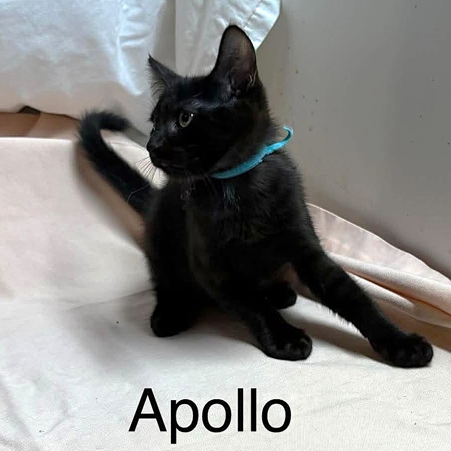 Apollo, photo 8