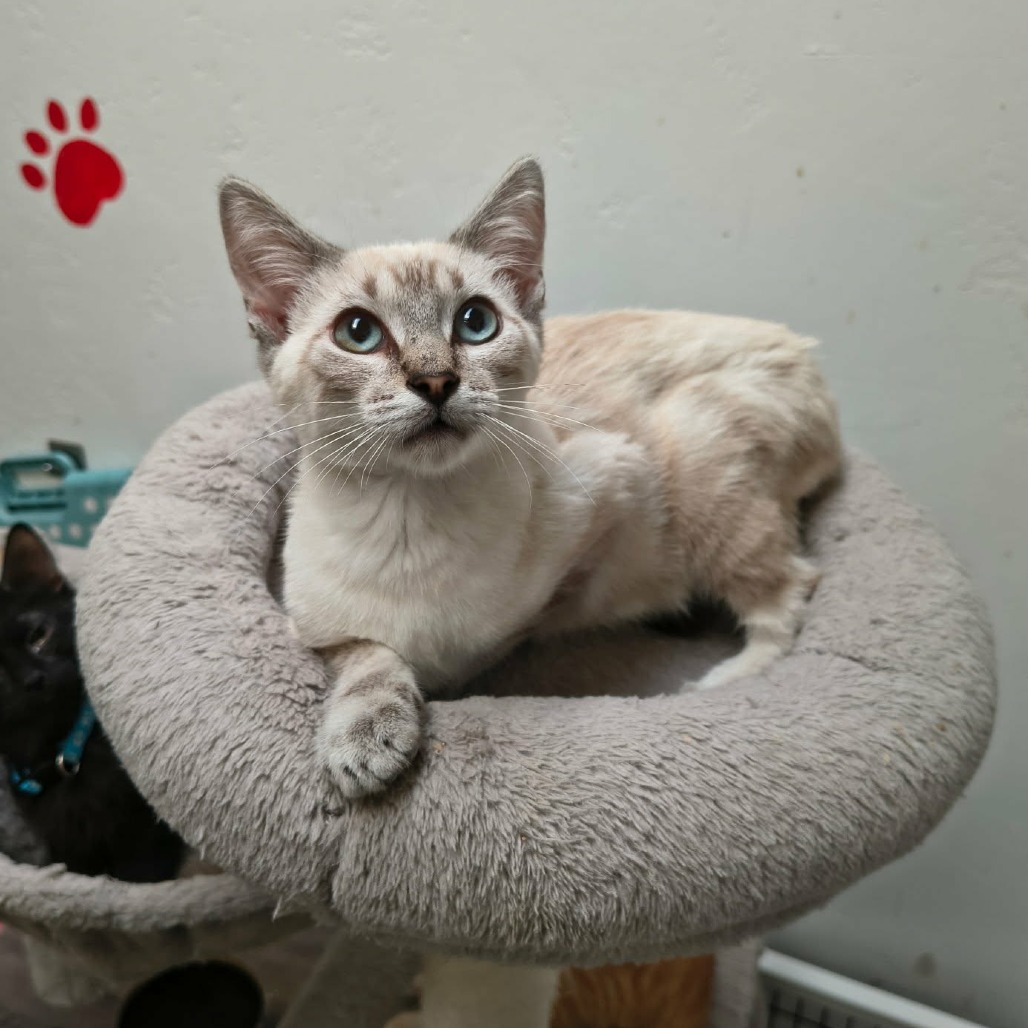 ANTONY - Domestic Shorthair / Siamese for adoption in Las Cruces