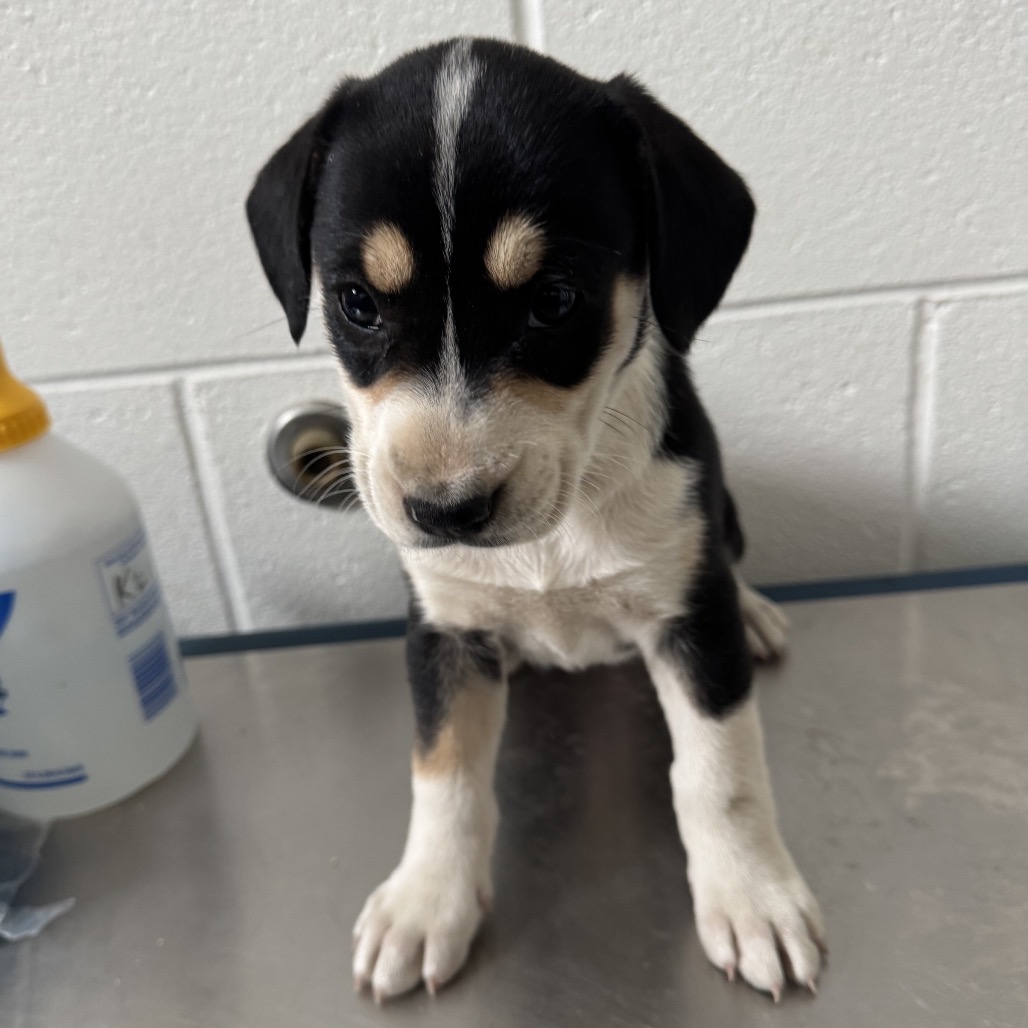 SAMMY - Sheep Dog / Retriever, Labrador available for adoption