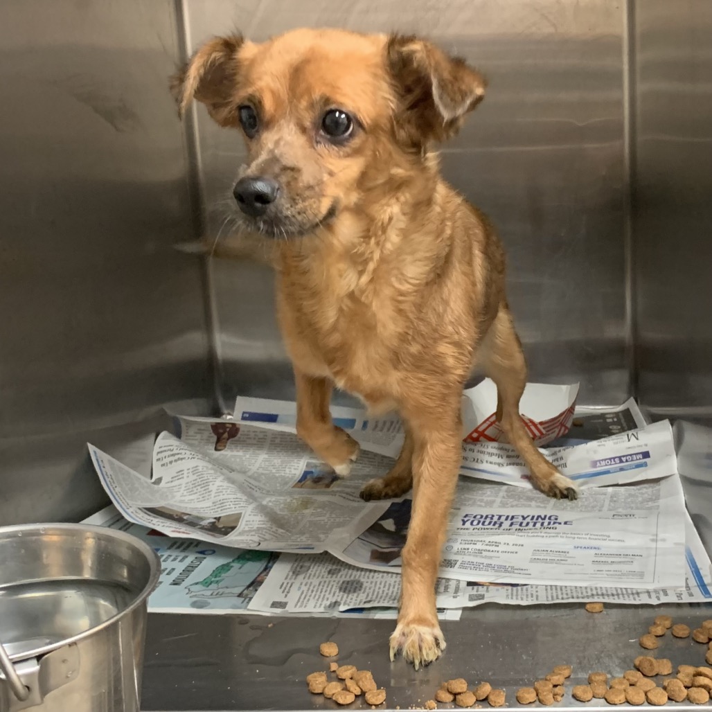 MAURICIA - Chihuahua available for adoption