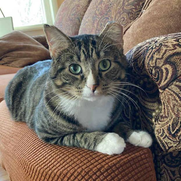 Dexter, available for adoption