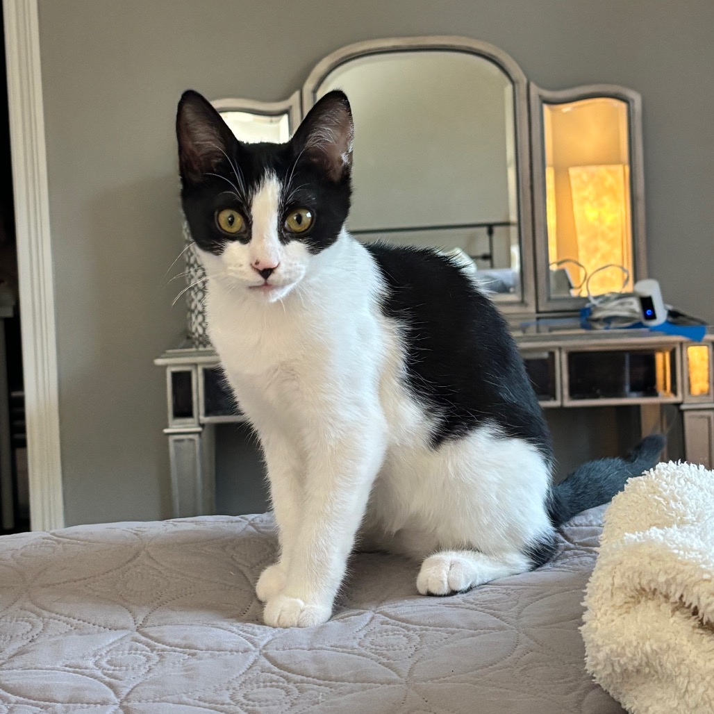 Bandit, an adoptable cat