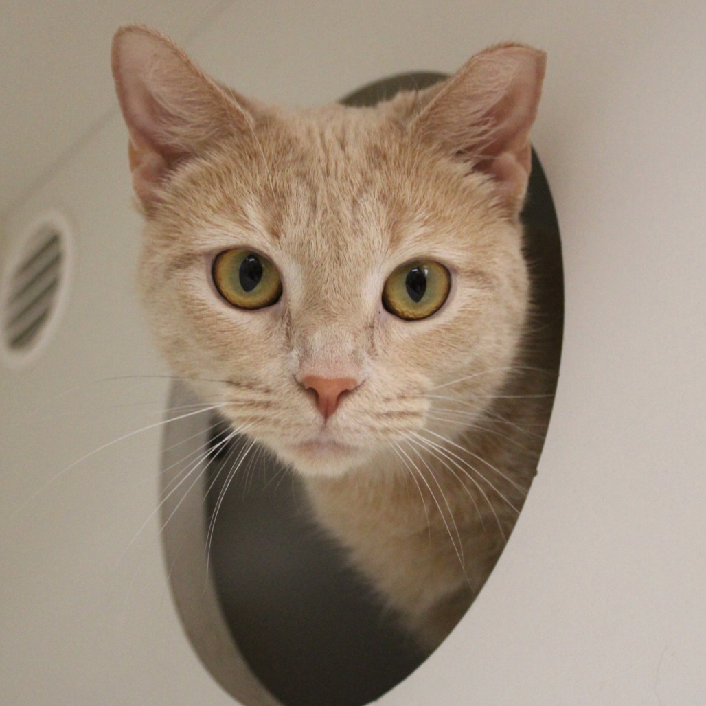 Rooibos — thumbnail 2