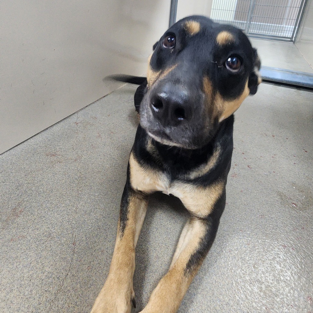 Kennel#34 Pawla's preview photo