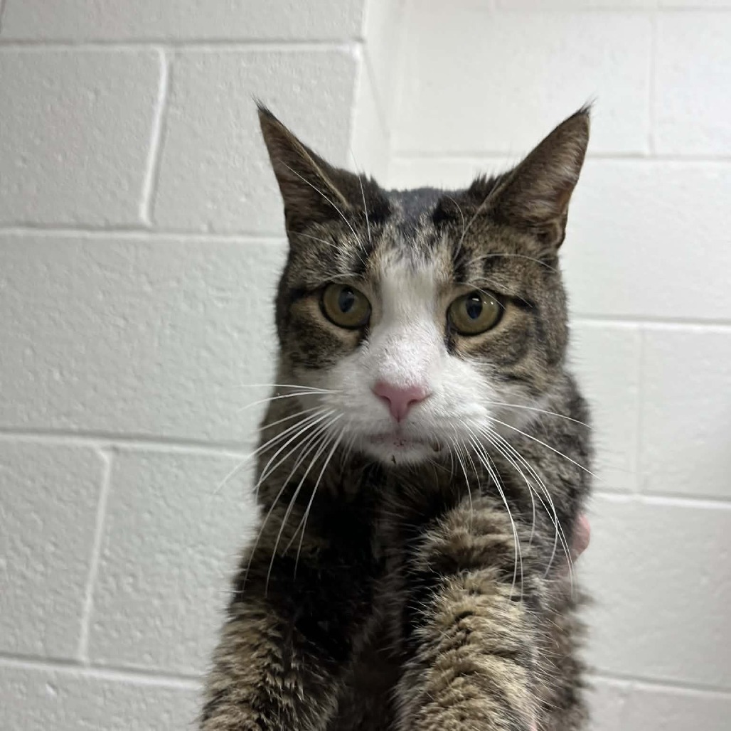 Rover — thumbnail 2