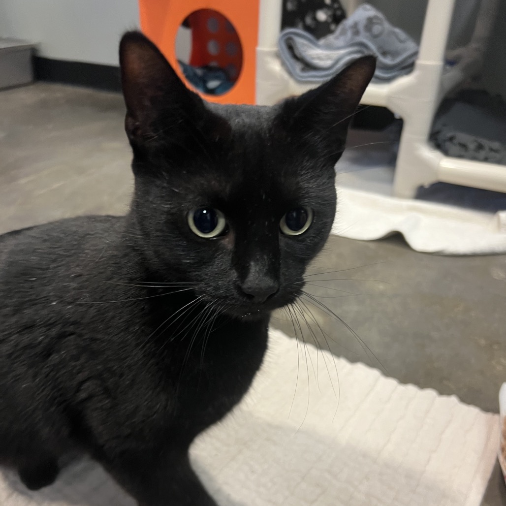 Blossom — thumbnail 8