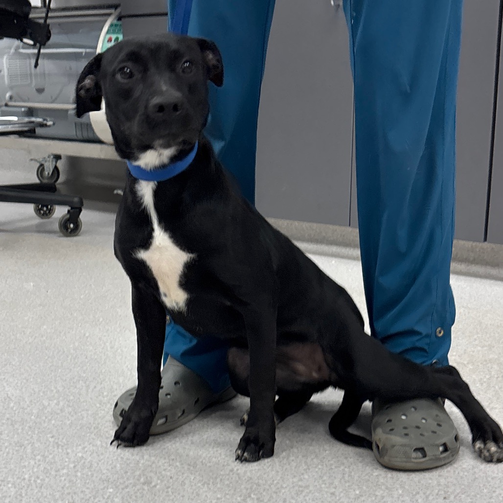 JAYLA - Retriever / Terrier available for adoption