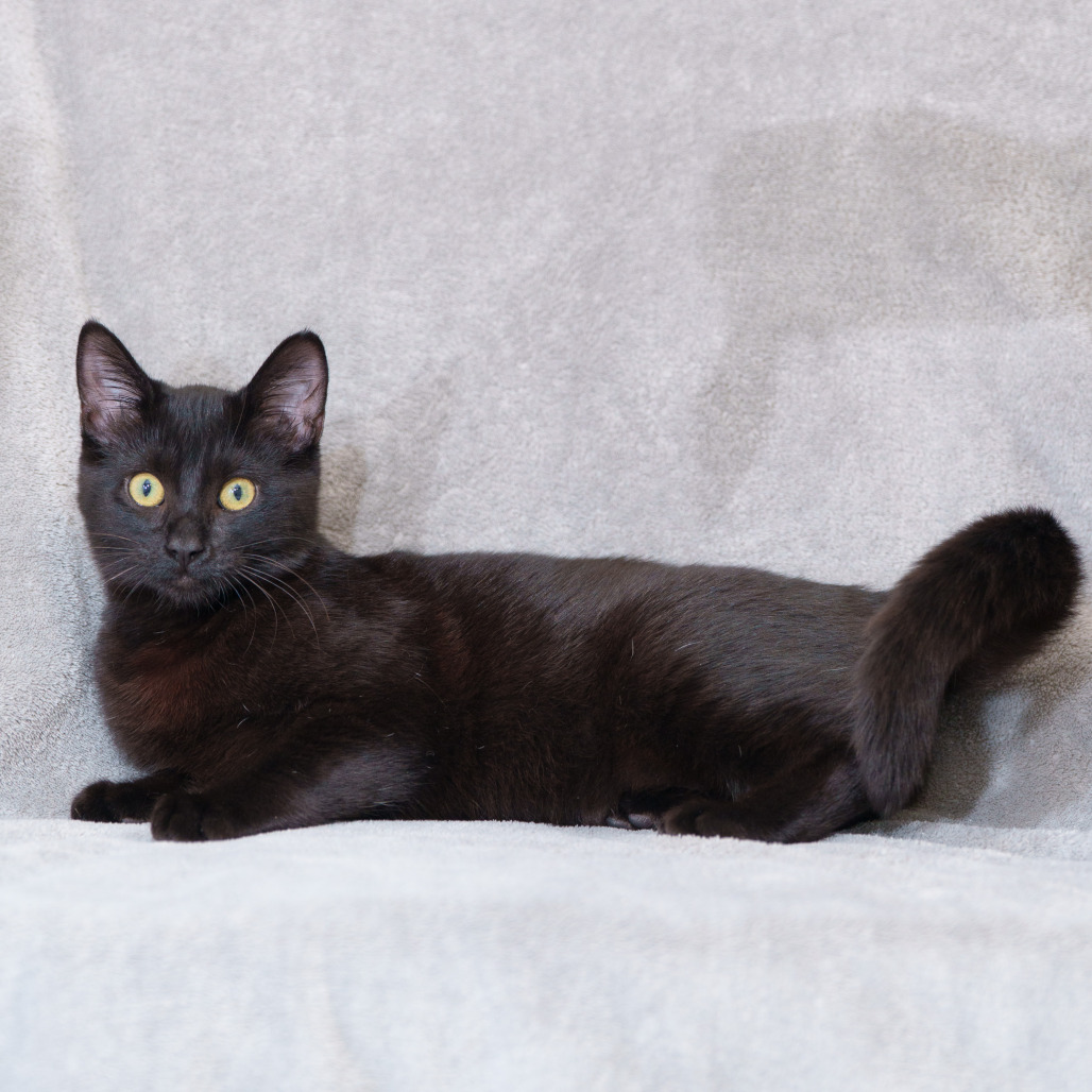 PARUL - Domestic Shorthair available for adoption