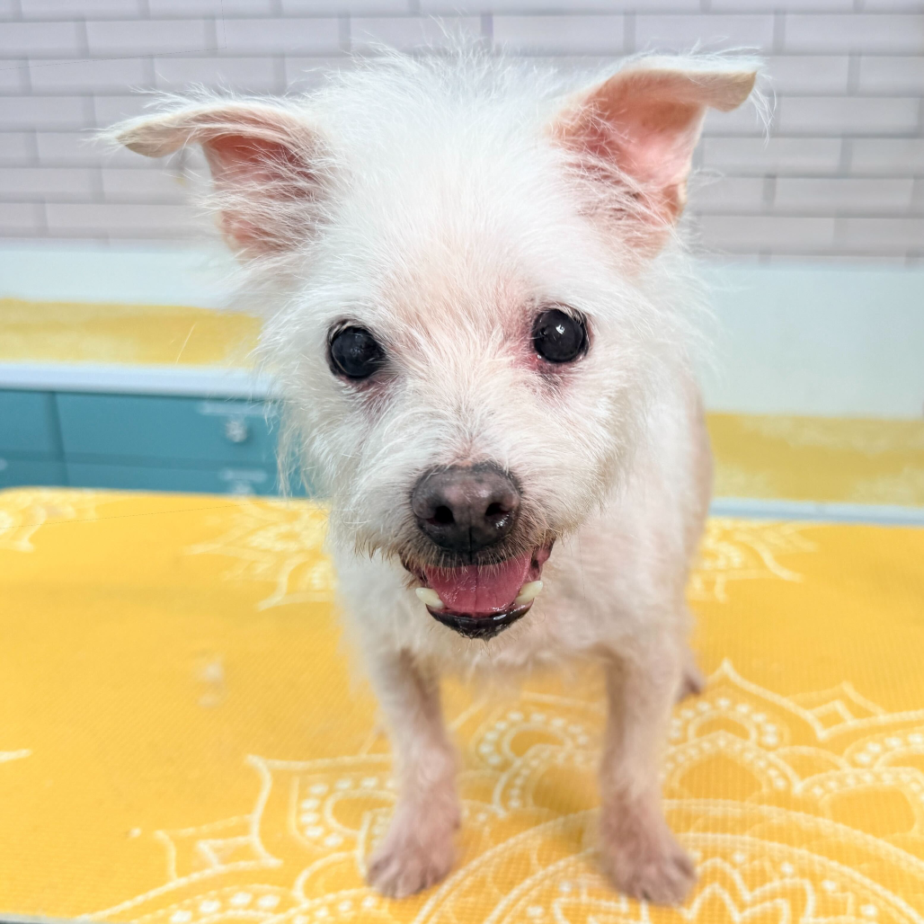 Toad 13841 — thumbnail 5