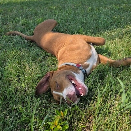 Rocky, photo 17