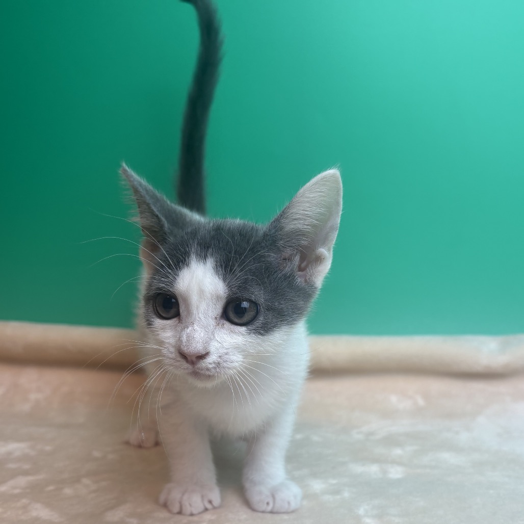 HUCKLEBERRY PIE - Domestic Shorthair available for adoption