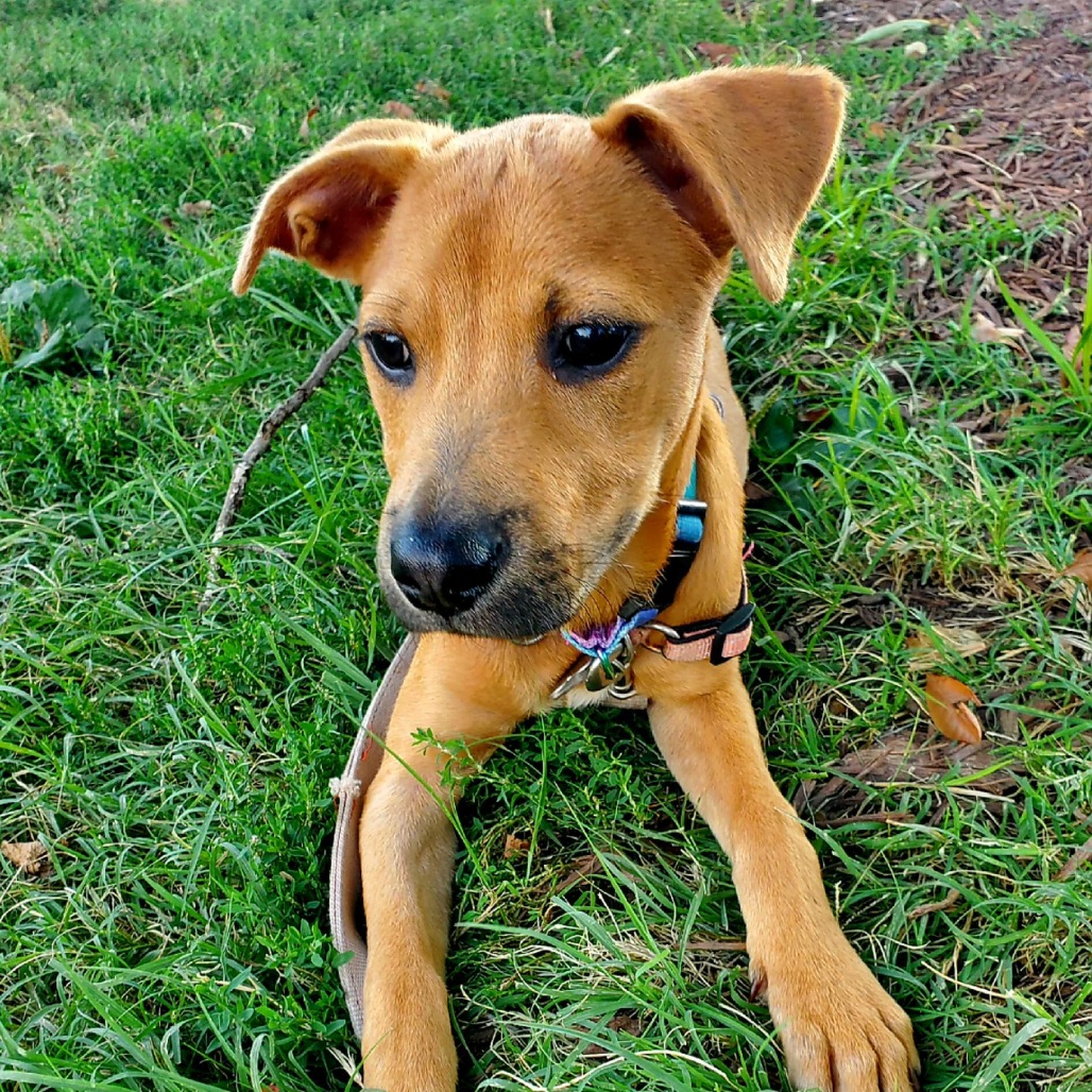 L Pup: Luigi