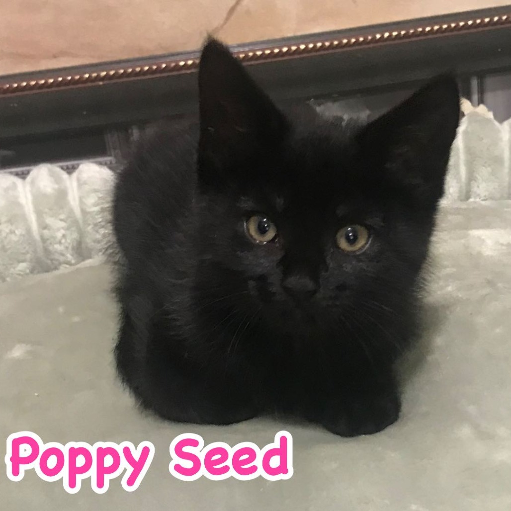 Poppy Seed