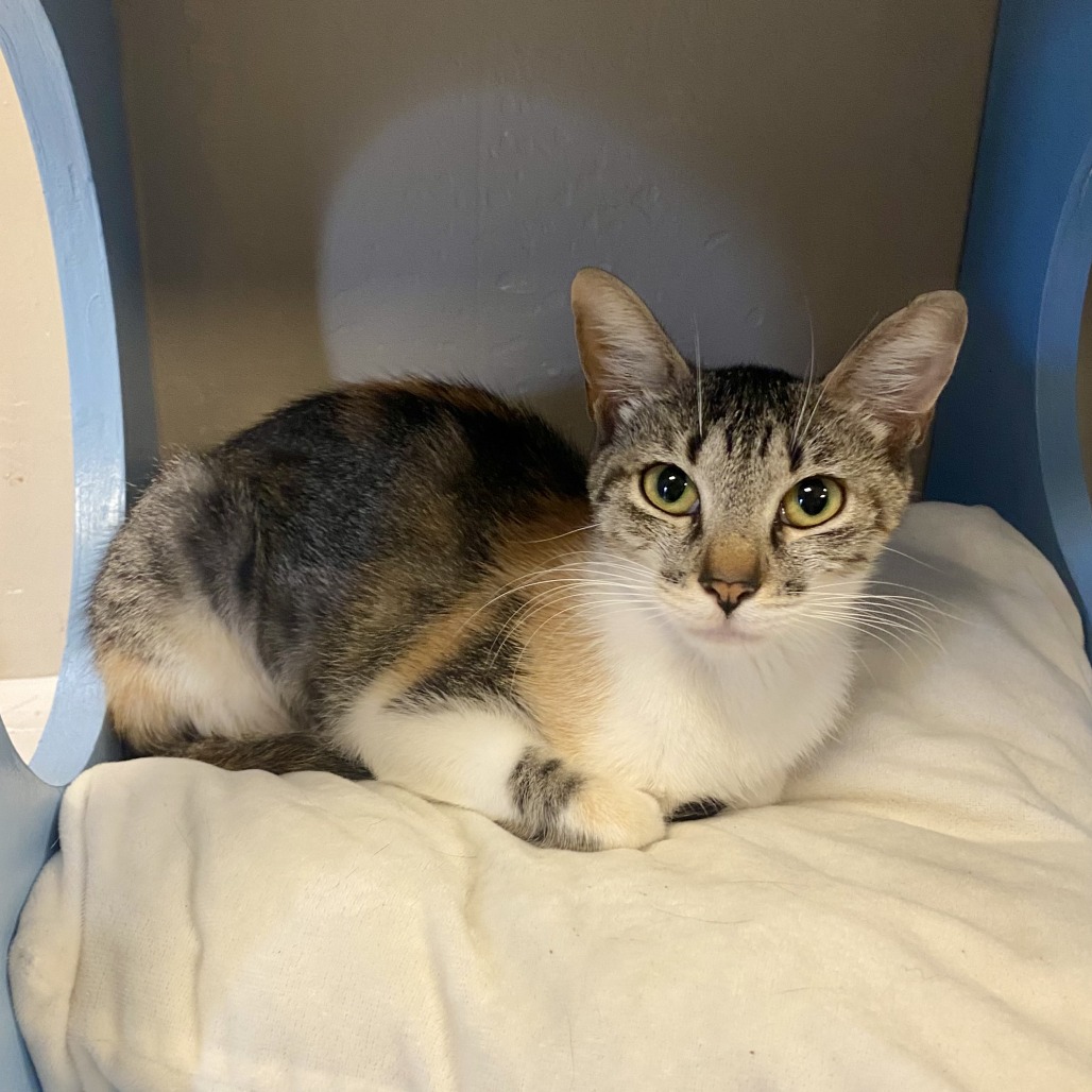 Fawn: Female 11 Domestic Shorthair