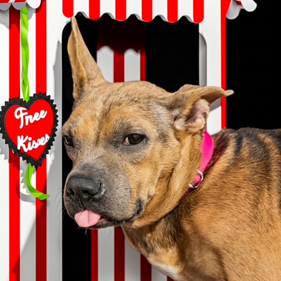 ARIEL - Mixed Breed (Medium) available for adoption