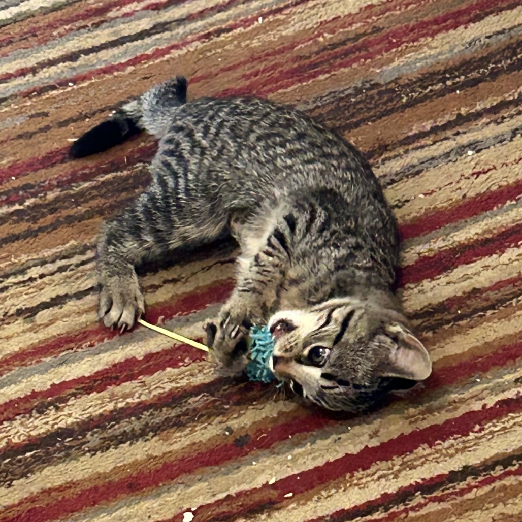 Lucy (k2026), photo 2