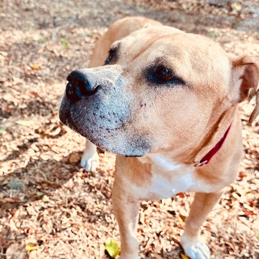 Tips Bella, adoptable senior dog