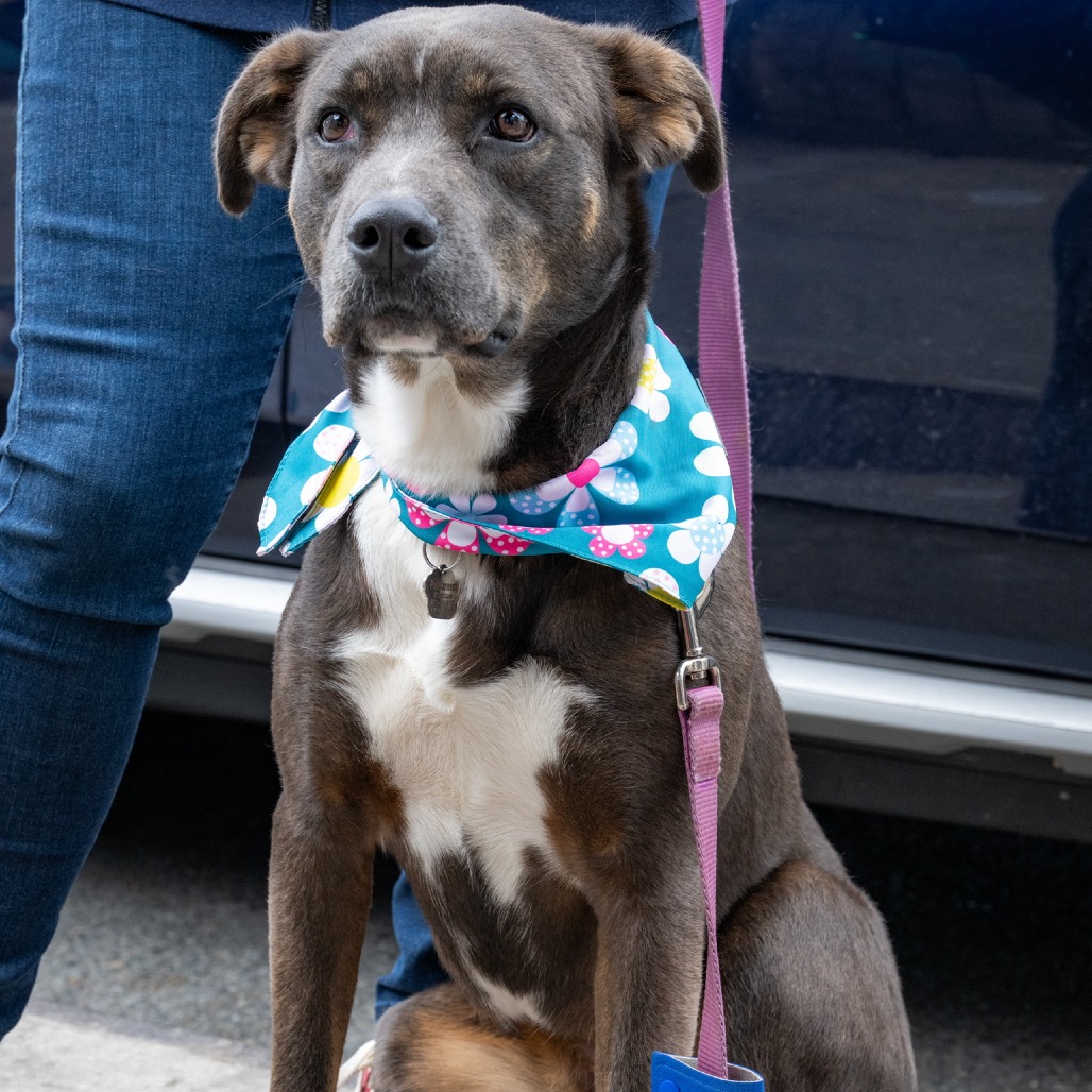 LADY - Retriever, Labrador / Mixed Breed (Medium) for adoption in Frederick