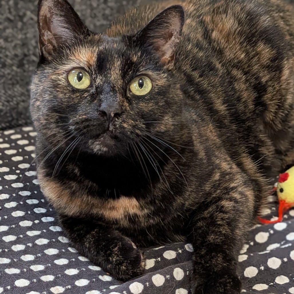 Kitty-In Foster — thumbnail 7