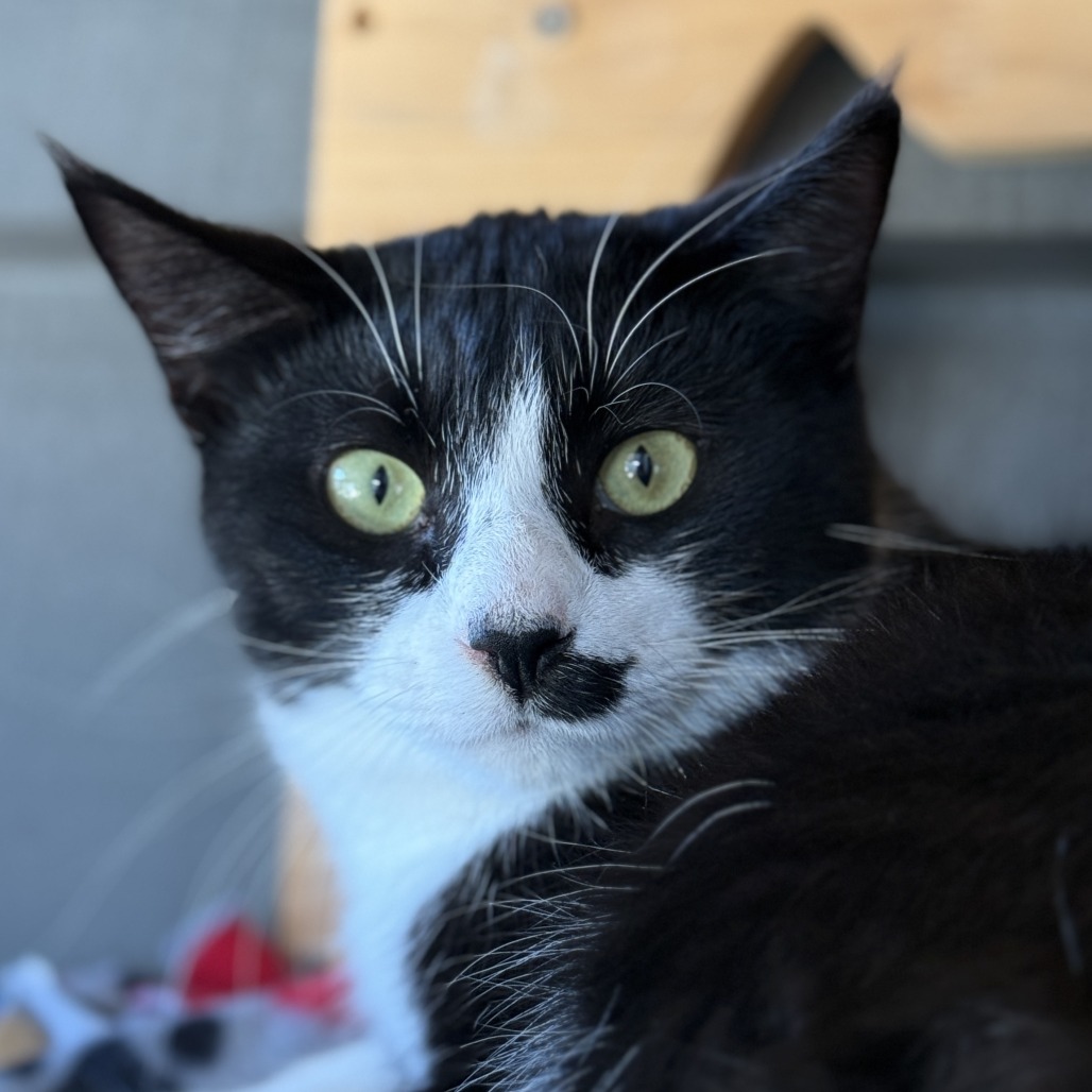 Treating Conjunctivitis in Cats - PetHelpful, image size:1028x1028