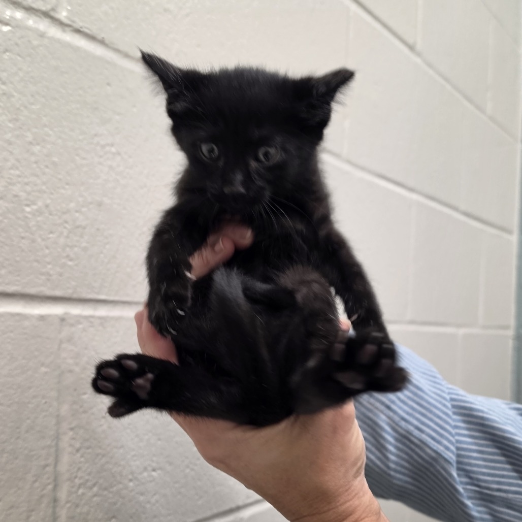 ADELE - Domestic Shorthair available for adoption