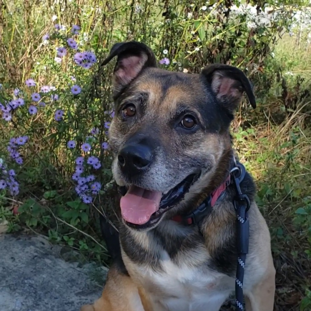 Ranger, photo 11