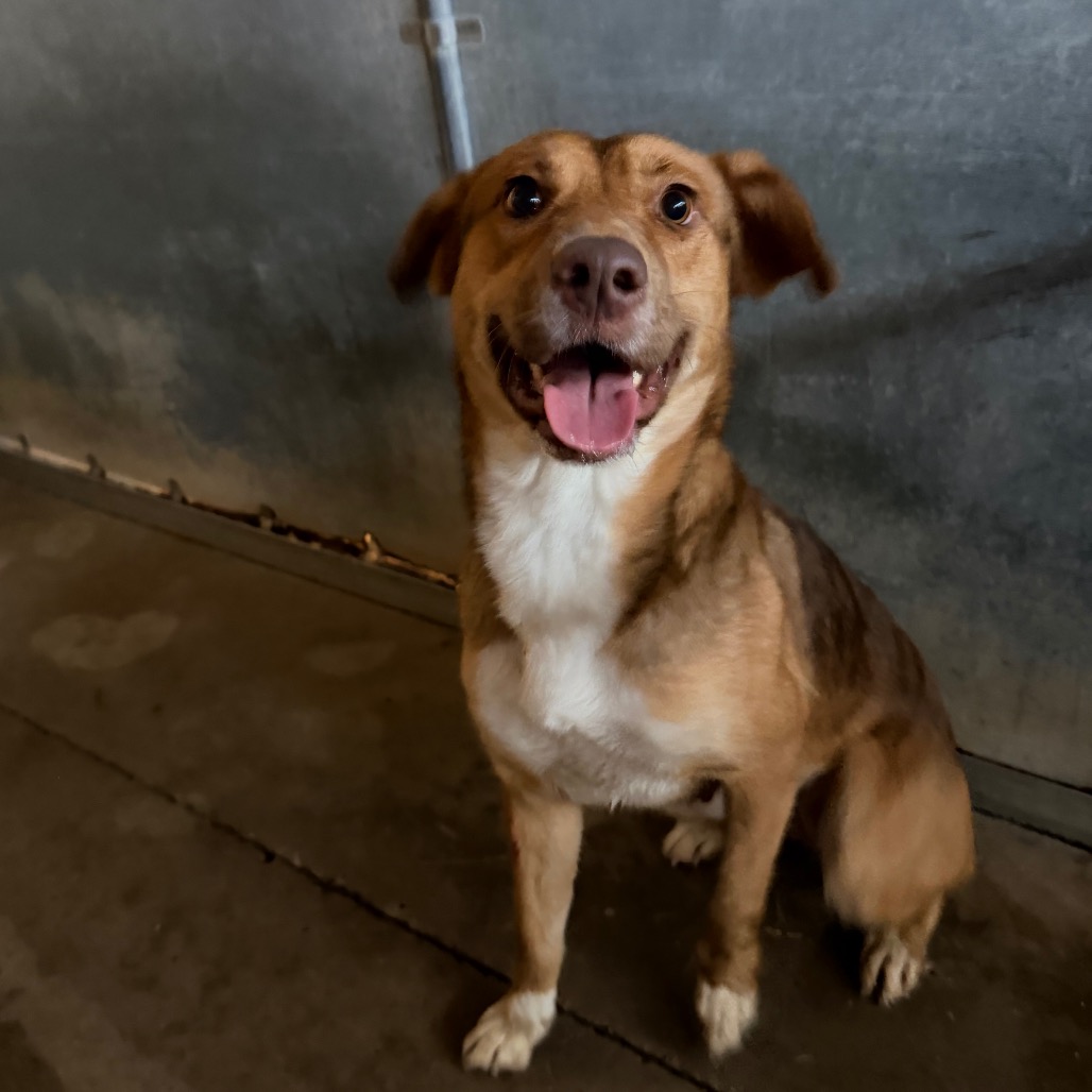 ELOTE - Shepherd / Mix available for adoption