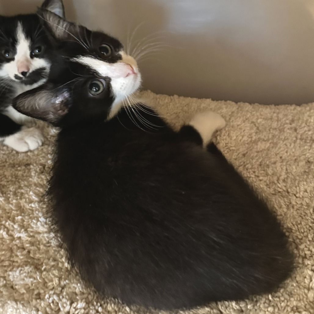 BOB EVANS - Domestic Shorthair available for adoption