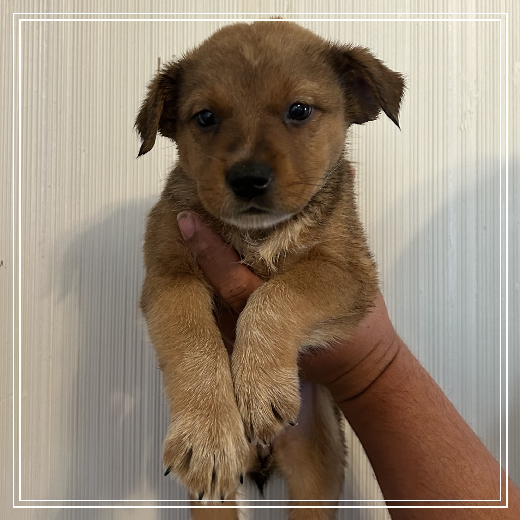 FWT ARIZONA - Retriever, Black Labrador / Collie, Border for adoption in Midland