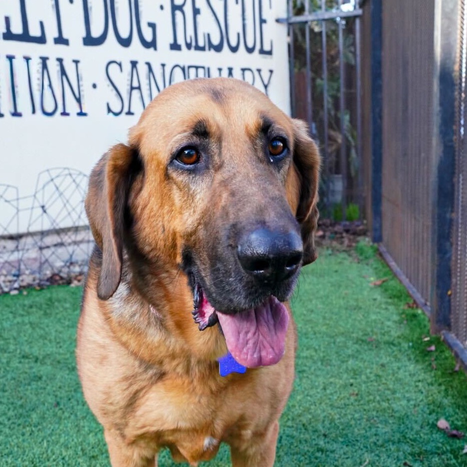 Albert — thumbnail 2