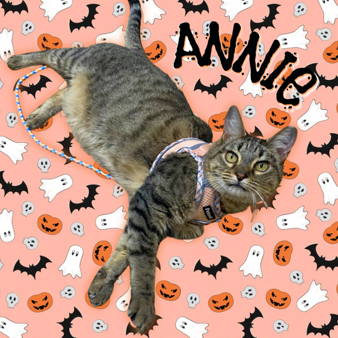 ANNIE - Domestic Shorthair available for adoption