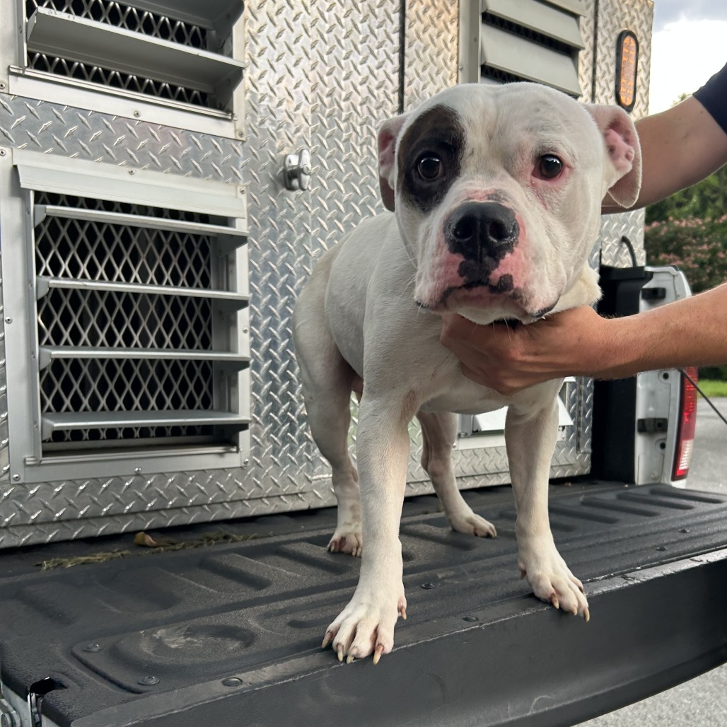 PETEY - Terrier / Staffordshire Bull available for adoption