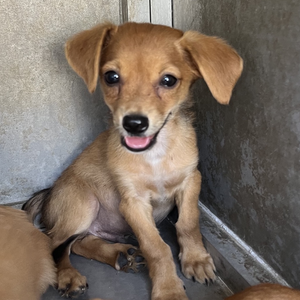 PO - Chihuahua / Mixed Breed (Small) available for adoption