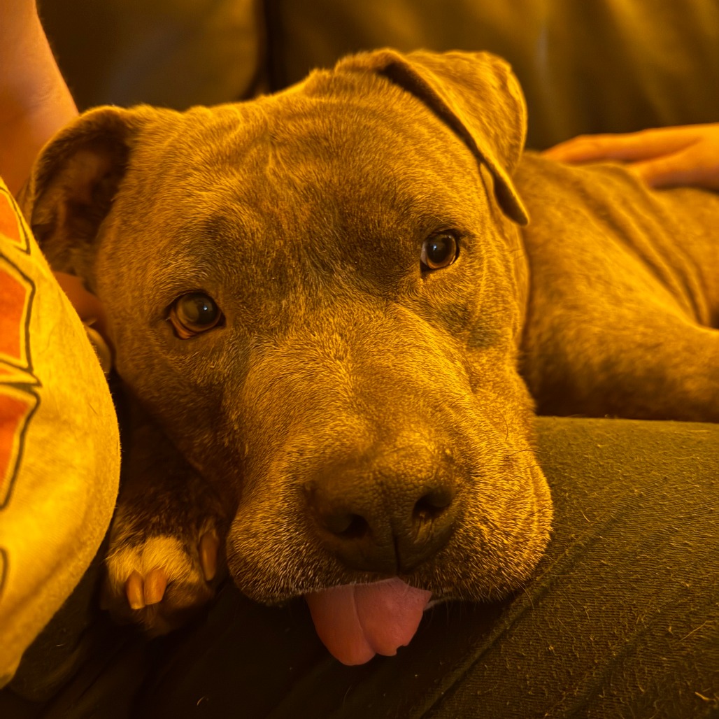 Gargy, photo 23