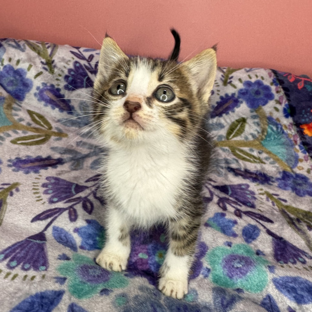 GUTBUCKET - Domestic Shorthair available for adoption