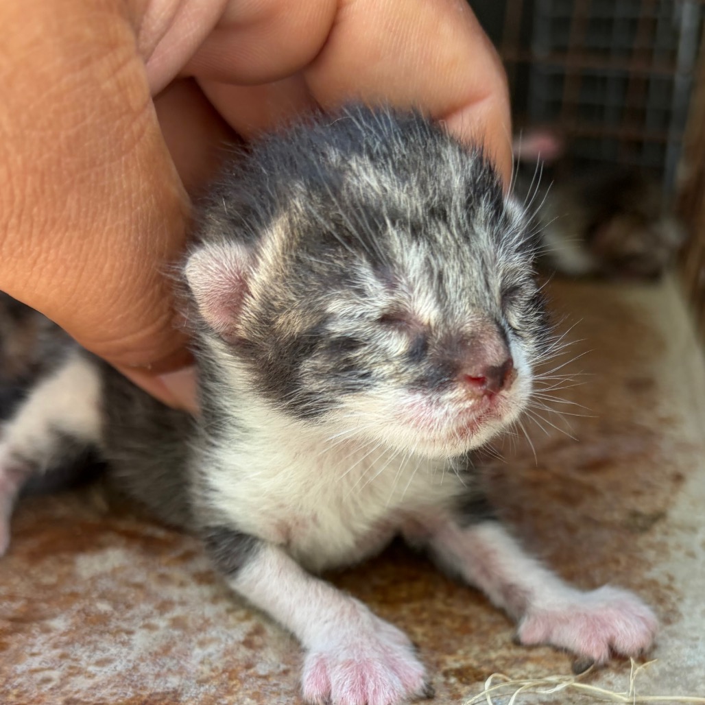 LEEON - Domestic Shorthair available for adoption