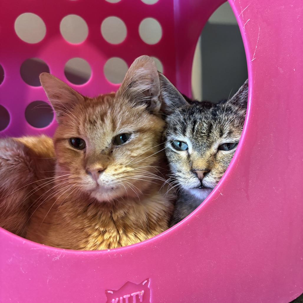 Street Cred Red — thumbnail 9