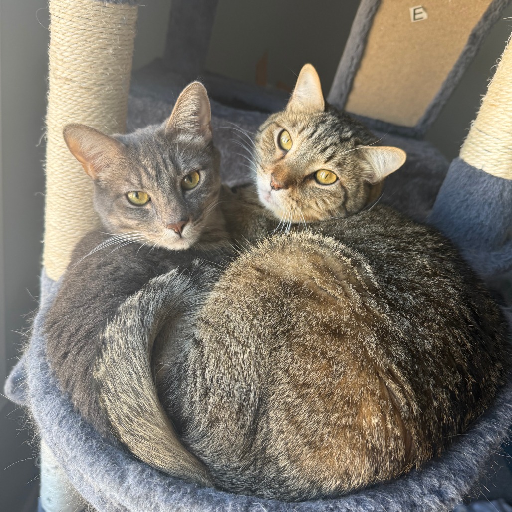 Comet — thumbnail 3