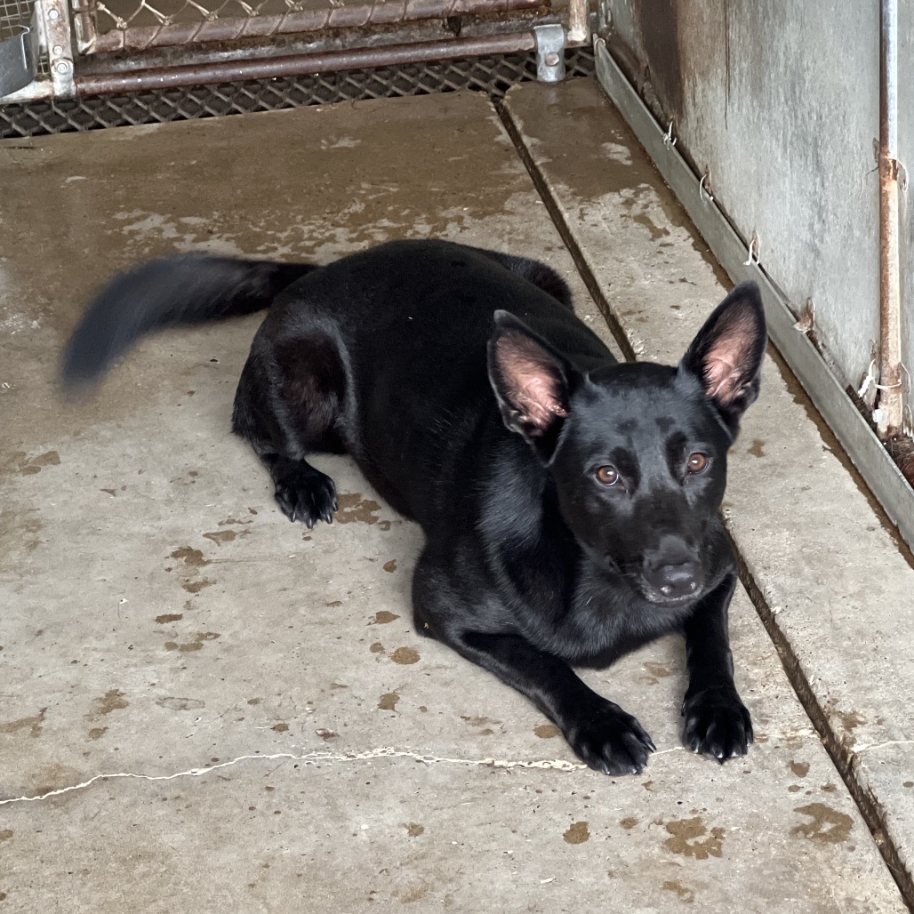 BUTTERCUP - Shepherd available for adoption