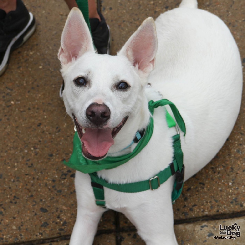 SPRITE - Terrier / Retriever, Labrador available for adoption