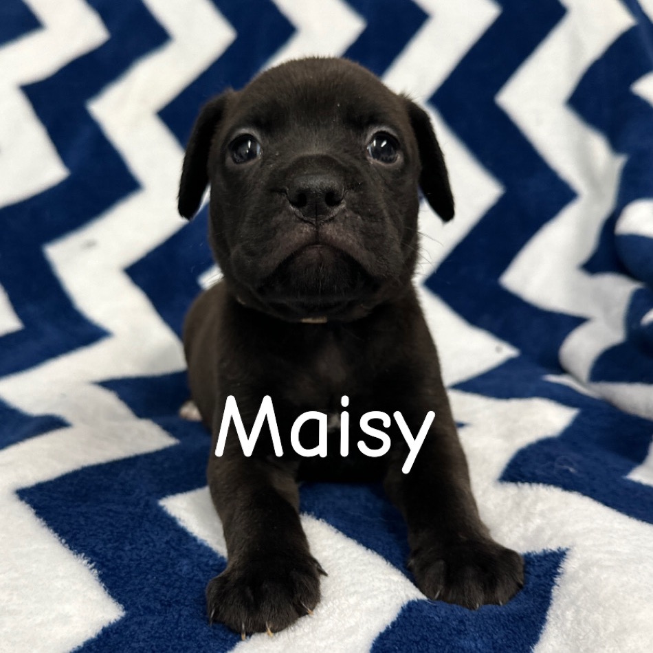 Maisy 