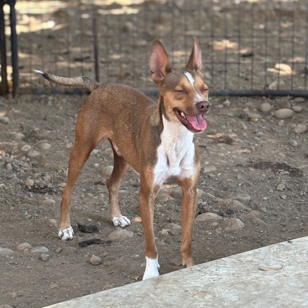 GIBLET — thumbnail 4