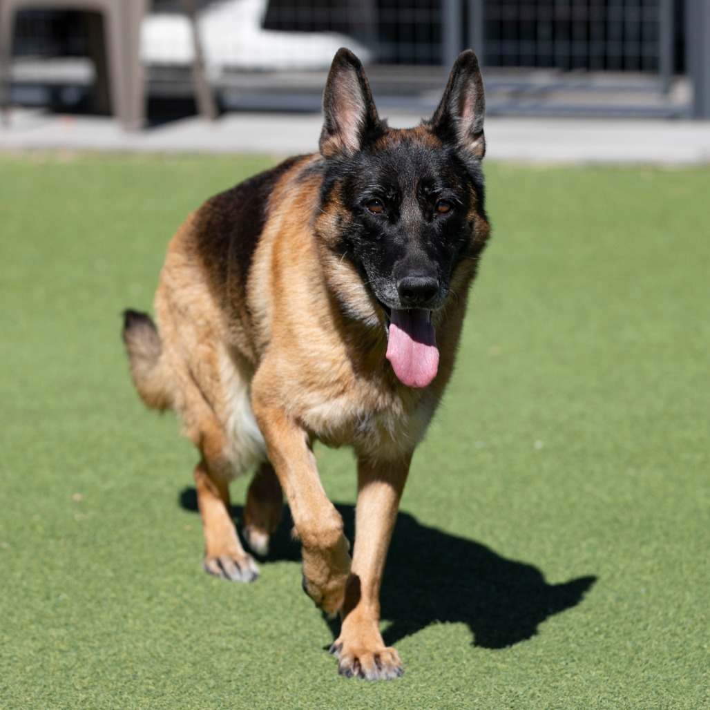 STEVIE (AG26-259) - Shepherd / German available for adoption