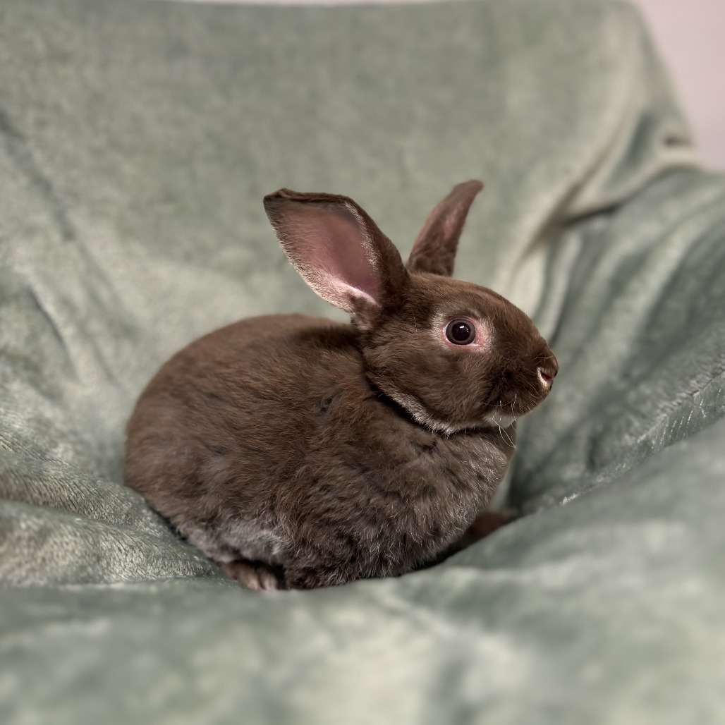 Button--In Foster***ADOPTION PENDING***, photo 2