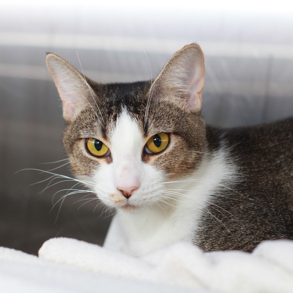 CICI - Domestic Shorthair / Mix available for adoption