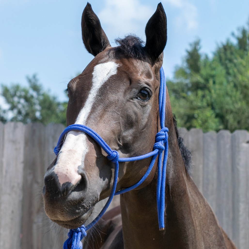 I'M ALL MIXED UP ("MÉLANGE") - Thoroughbred available for adoption