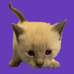  Photo of TUSC-Stray-82275