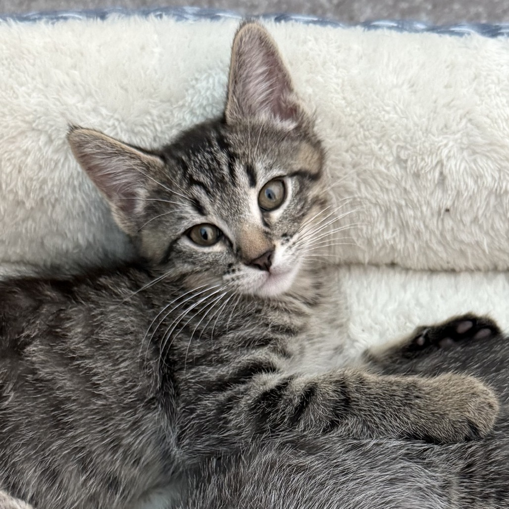 MARBLES - Domestic Shorthair available for adoption