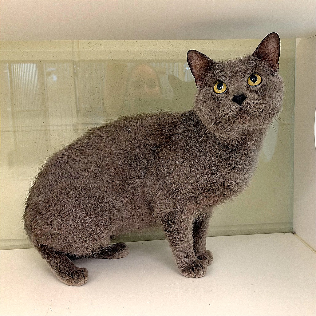 SMOKEY - Domestic Shorthair / Domestic Shorthair available for adoption